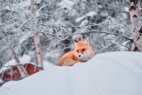 狐狸狐狸|狐狸